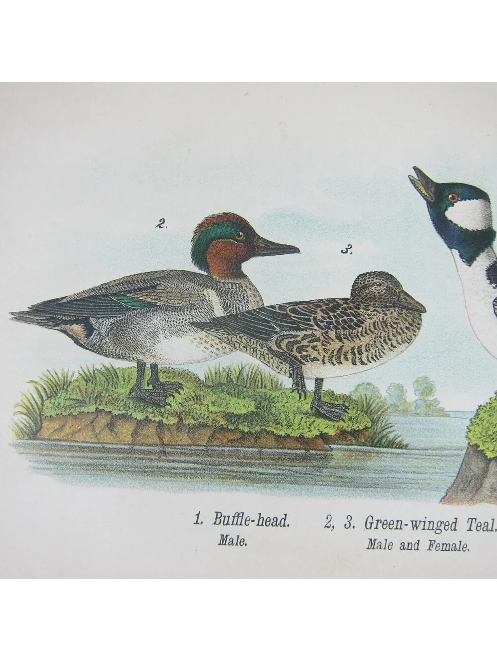 Duck Litho Print After John James Audubon Buffle-head Green-winged Teal Antique